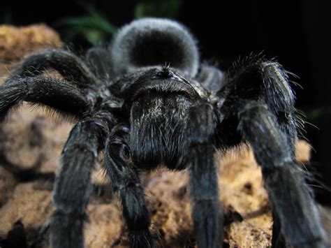 brazilian black tarantula care|brazilian black tarantula price.